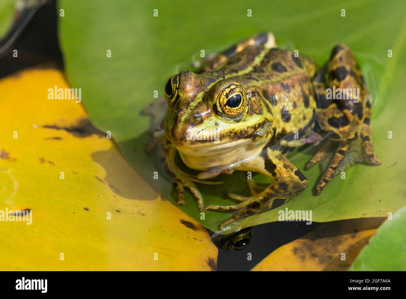 Green frog (Rana esculenta) on a lily pad, Bavaria, Germany Stock Photo