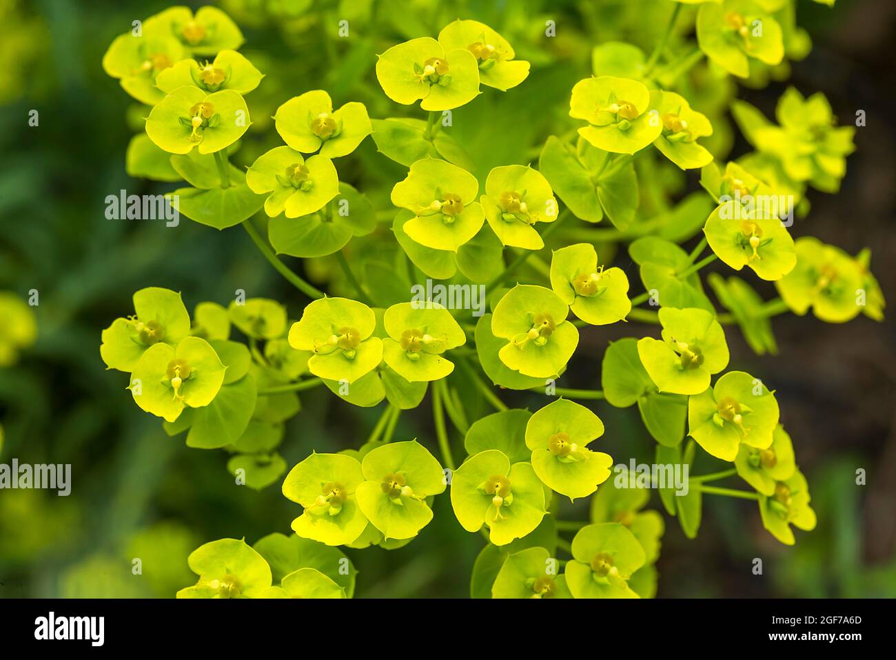 Euphorbia seguieriana (Euphorbia seguieriana), Botanical Garden, Bavaria, Germany Stock Photo