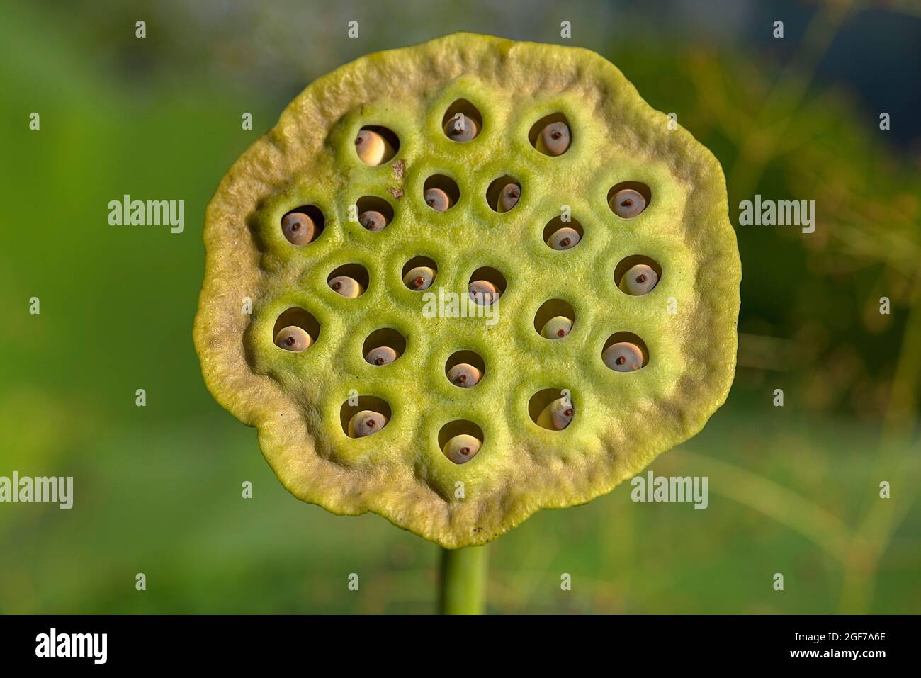 Seed capsule of a Lotus (Nelumbo), Botanical Garden, Erlangen, Bavaria, Germany Stock Photo