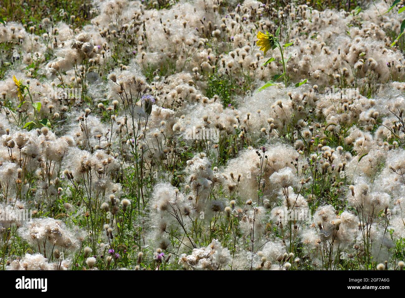 Field of faded Creeping thistle (Cirsium arvense) Bavaria, Germany Stock Photo