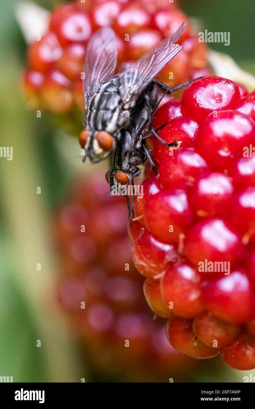 Blow flies (Calliphoridae) on blackberry, Germany Stock Photo