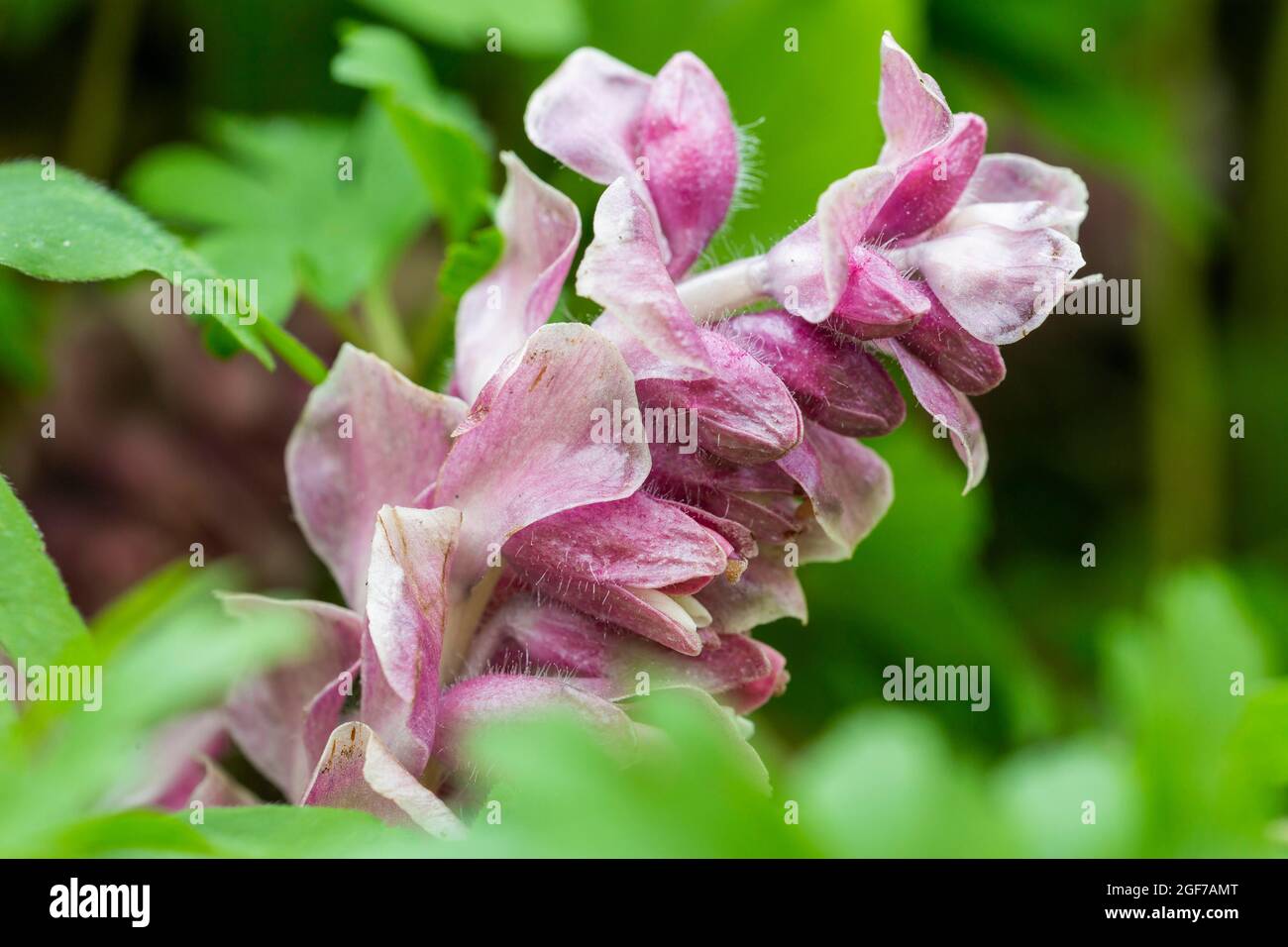 Common toothwort (Lathraea squamaria), Germany Stock Photo