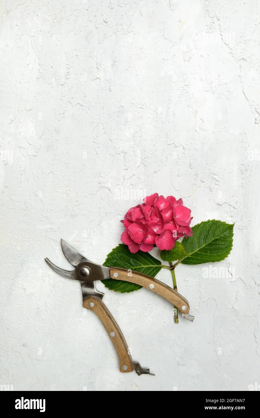 Garden hydrangea, flower and secateurs, Germany Stock Photo