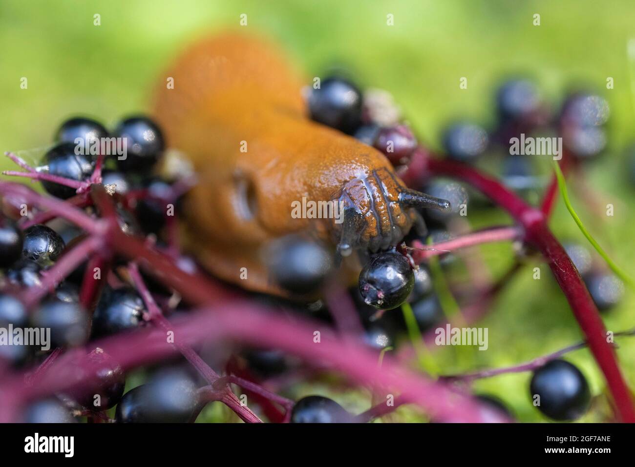 Red slug (Arion rufus) feeding on elderberries, Germany Stock Photo