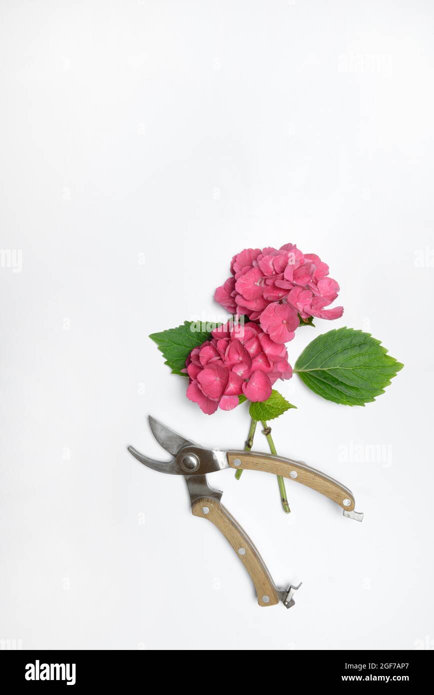Garden hydrangea, flower and secateurs, Germany Stock Photo