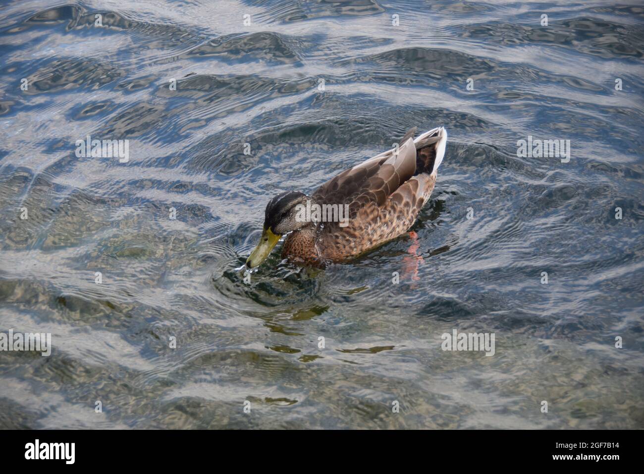 Eine Ente im flug in Überlingen am Bodensee lake of constance Stock Photo