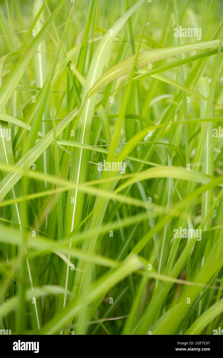 Chinese reed (Miscanthus giganteus) in early summer, BadenWuerttemberg