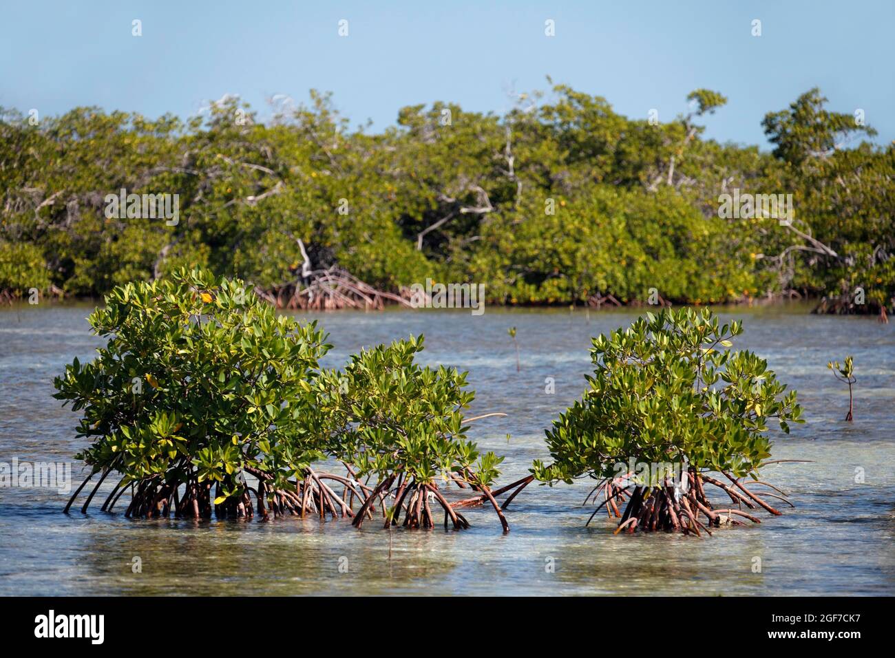Mangroves (Rhizophora), Jardines de la Reina National Park, Archipelago, Camagueey and Ciego de Avila Province, Republi, Caribbean, Cuba Stock Photo