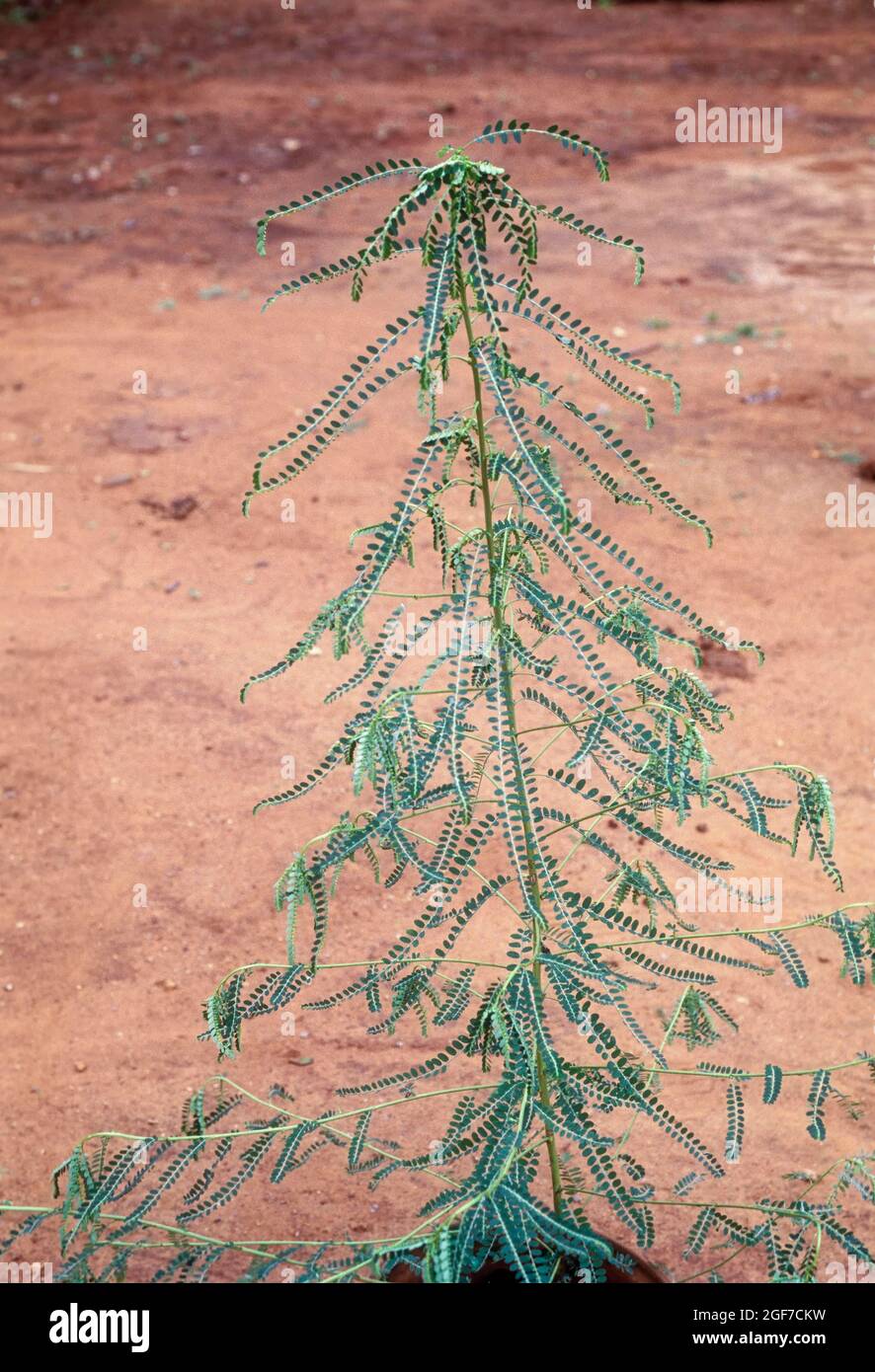 Phyllanthus amarus: Jangli amli, jar amla. Herbal Herb product, Ayurvedic Medicinal plant, India Stock Photo