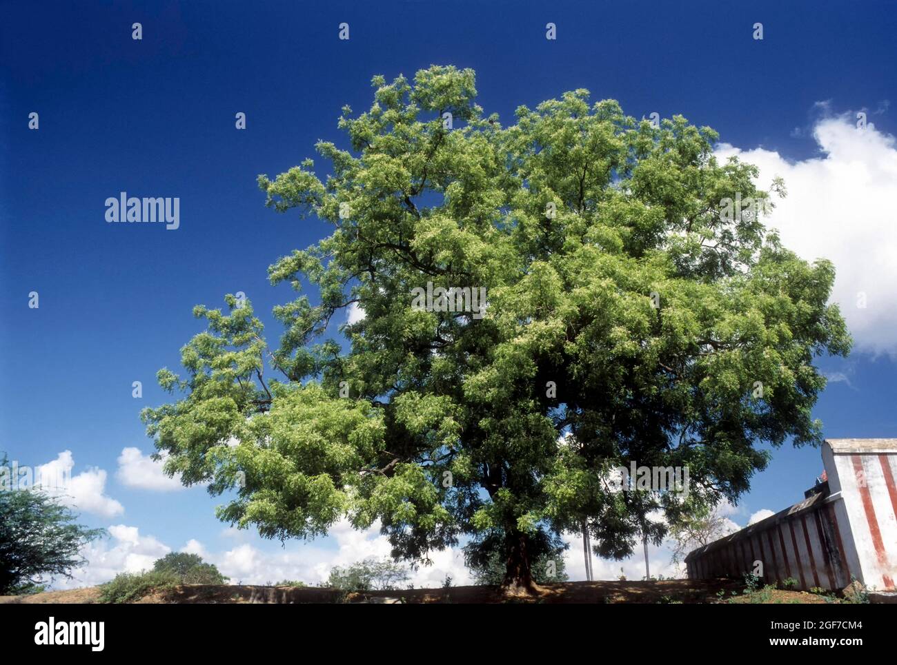 Neem Tree: Azadirachta Indica a.juss; Melia azadirachta linn., Tamil Nadu, India Stock Photo