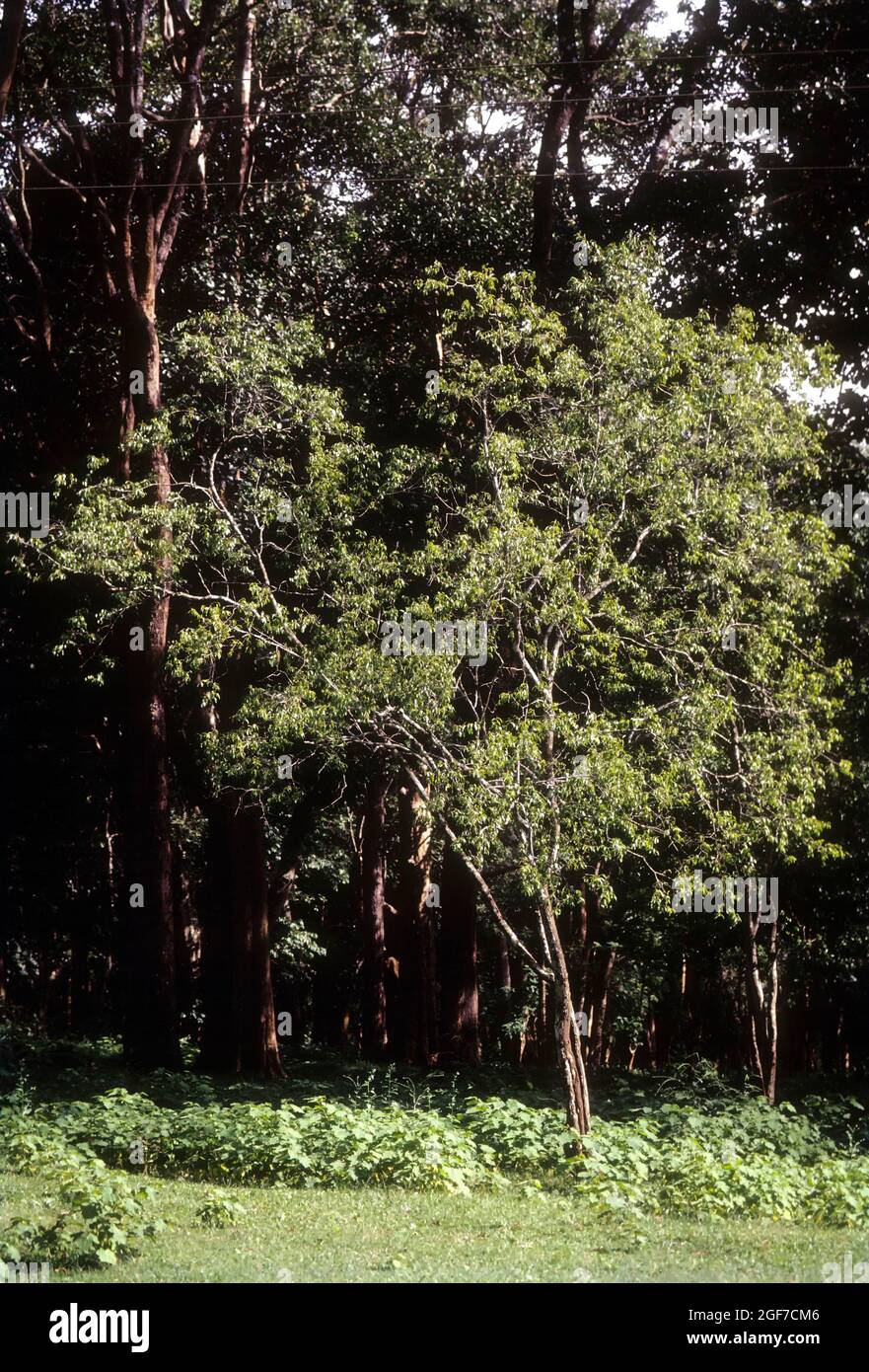 Sandalwood tree; Santalum album linn Stock Photo