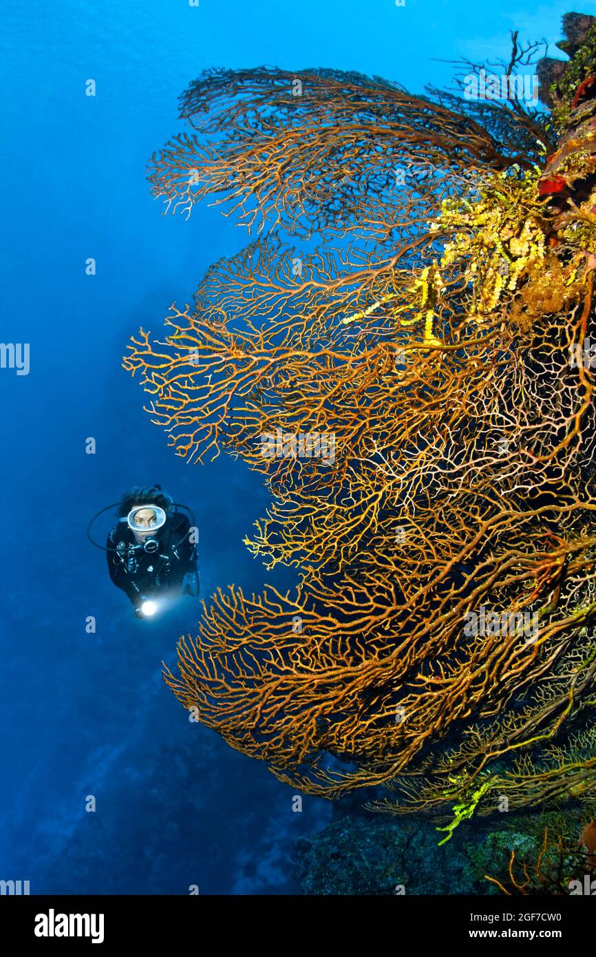 Diver on coral reef wall looking at black sea fan (Iciligorgia schrammi),  Caribbean Sea near Maria la Gorda, Pinar del Rio Province, Caribbean, Cuba  Stock Photo - Alamy