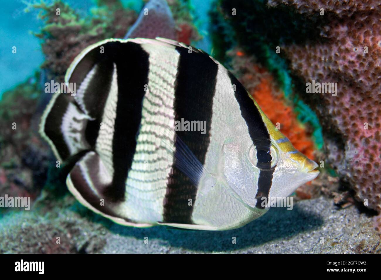 Banded butterflyfish (Chaetodon striatus), Caribbean Sea near Maria la Gorda, Pinar del Rio Province, Caribbean, Cuba Stock Photo