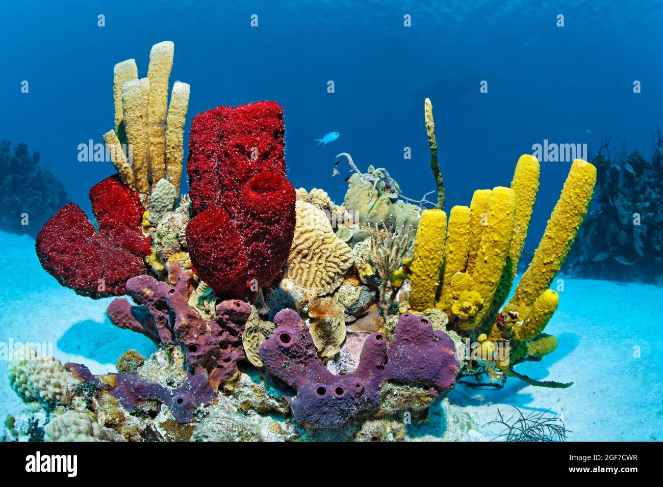 Patch reef on sandy bottom with various coloured Sponge (Porifera) Caribbean Sea near Maria la Gorda, Pinar del Rio Province, Caribbean, Cuba Stock Photo