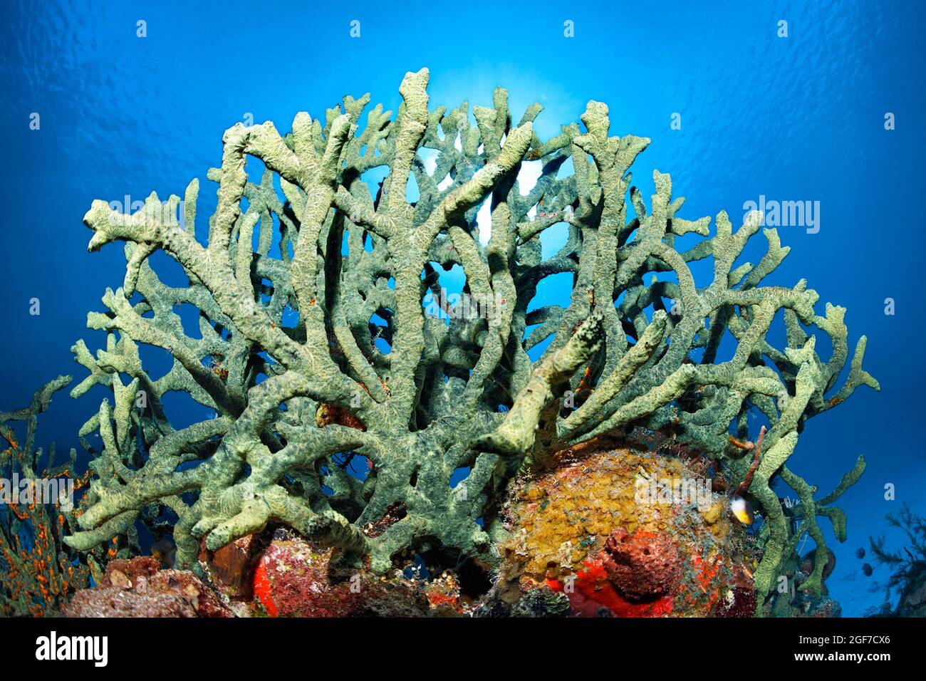 Green finger sponge iotrochota birotulata hires stock photography and