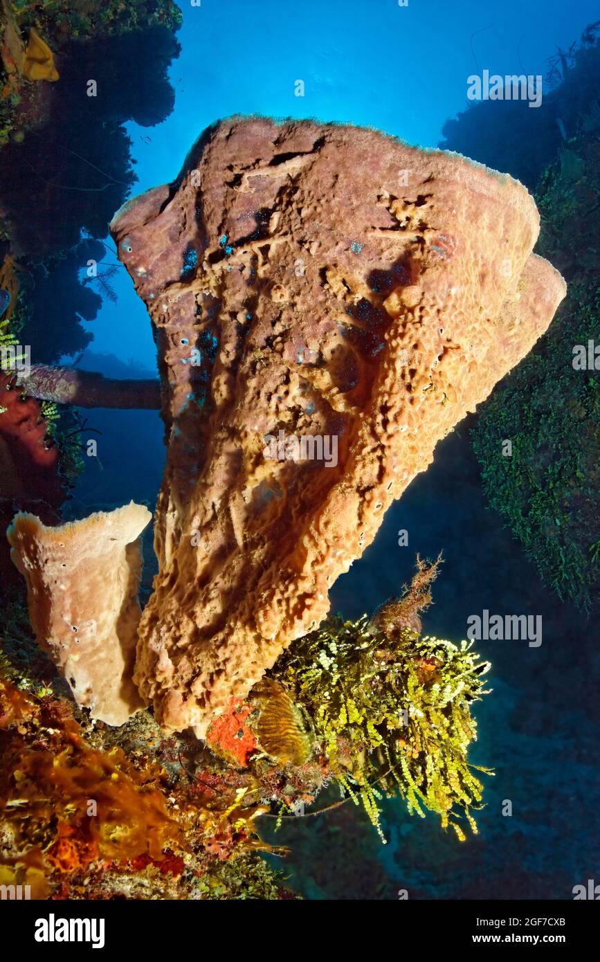 Pink vase sponge (Niphates digitalis), Small-leaf Hanging Vine Algae (Halimeda goreaui), on coral reef scarp, Caribbean Sea near Maria la Gorda Stock Photo