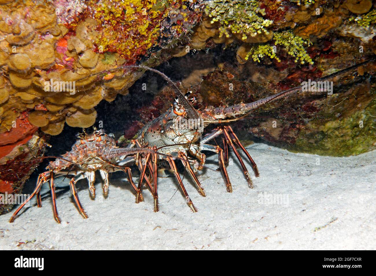 Caribbean spiny crayfish (Panulirus argus), two animals in shelter, Caribbean Sea near Maria la Gorda, Pinar del Rio Province, Caribbean, Cuba Stock Photo