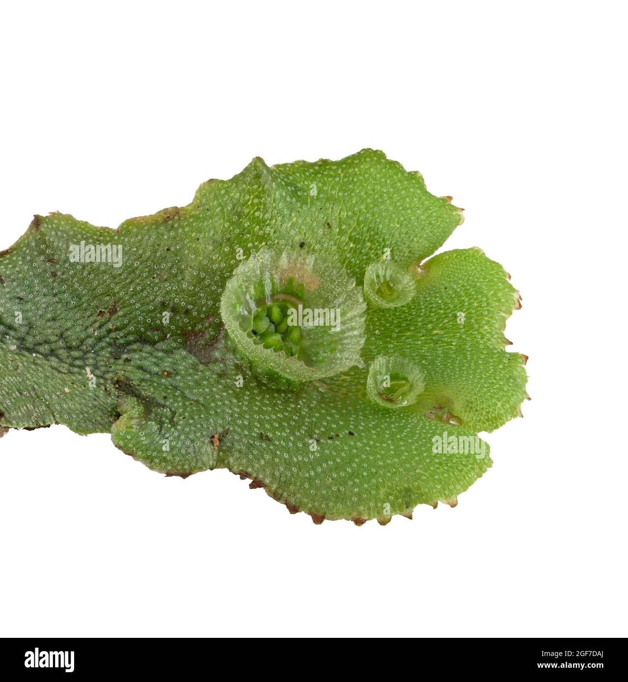 Common liverwort (Marchantia polymorpha), leaf (thallus), breeding cup, Germany Stock Photo