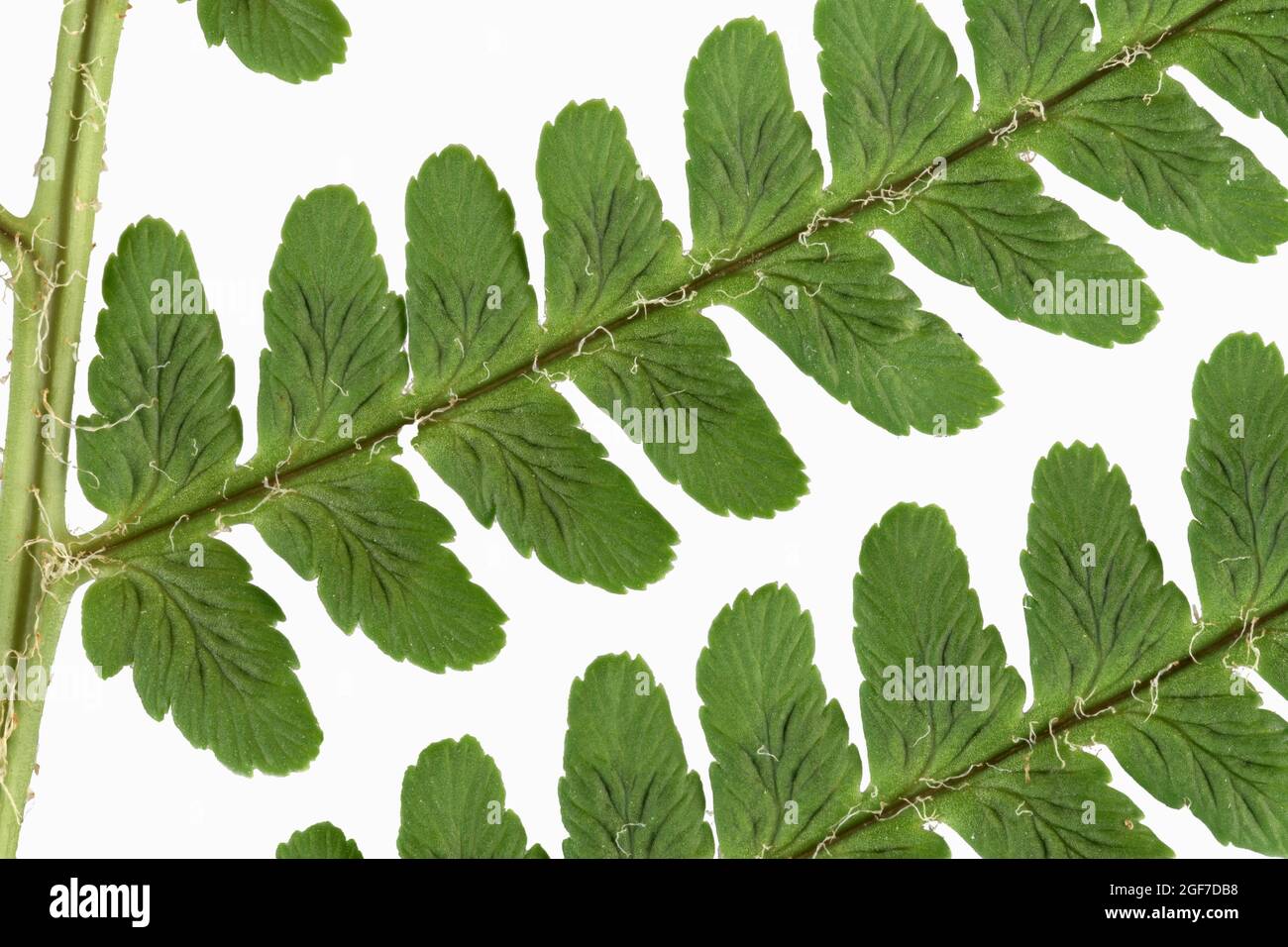 Male fern (Dryopteris filix-mas), leaf detail, Germany Stock Photo