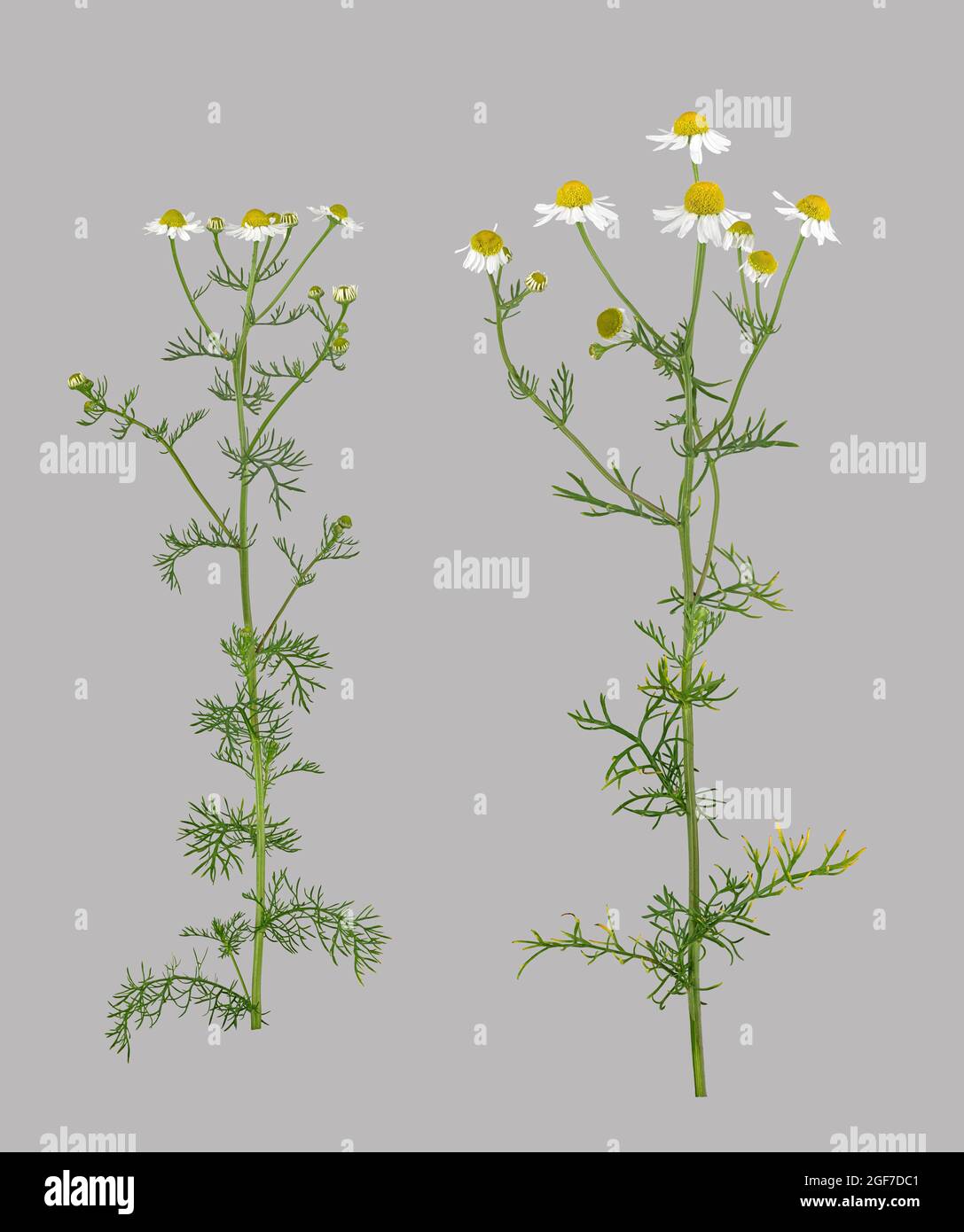 German chamomile (Matricaria chamomilla), plant, leaf, flower, Germany