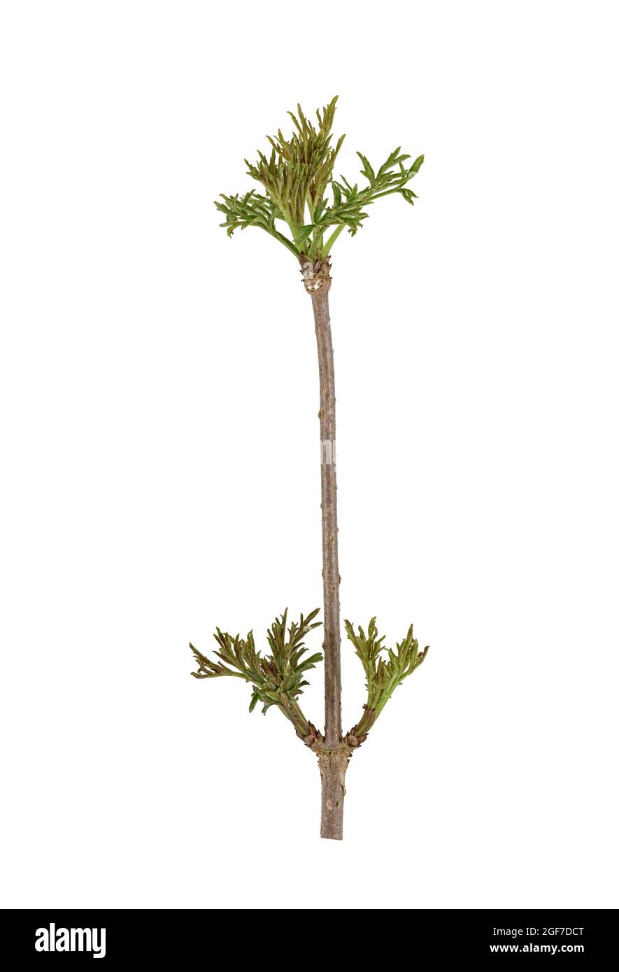 Elder (Sambucus nigra), cultivated form, twig, leaf, bud, Germany Stock Photo