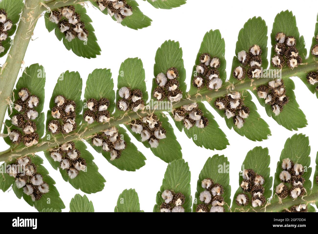 Male fern (Dryopteris filix-mas), leaf from below with spore container (Sori), Germany Stock Photo