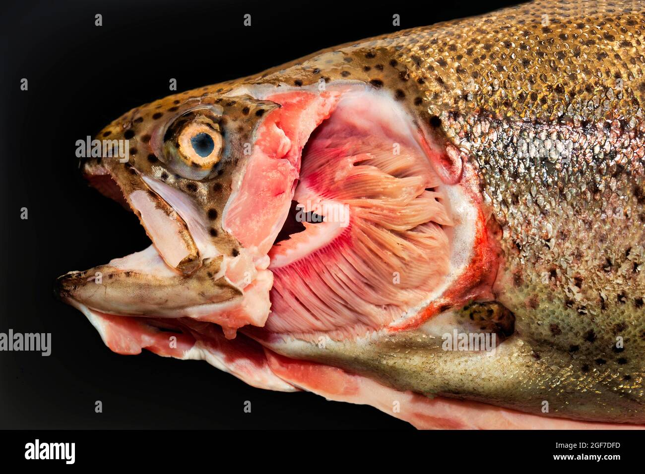 Lake trout salvelinus namaycush hi-res stock photography and images - Alamy