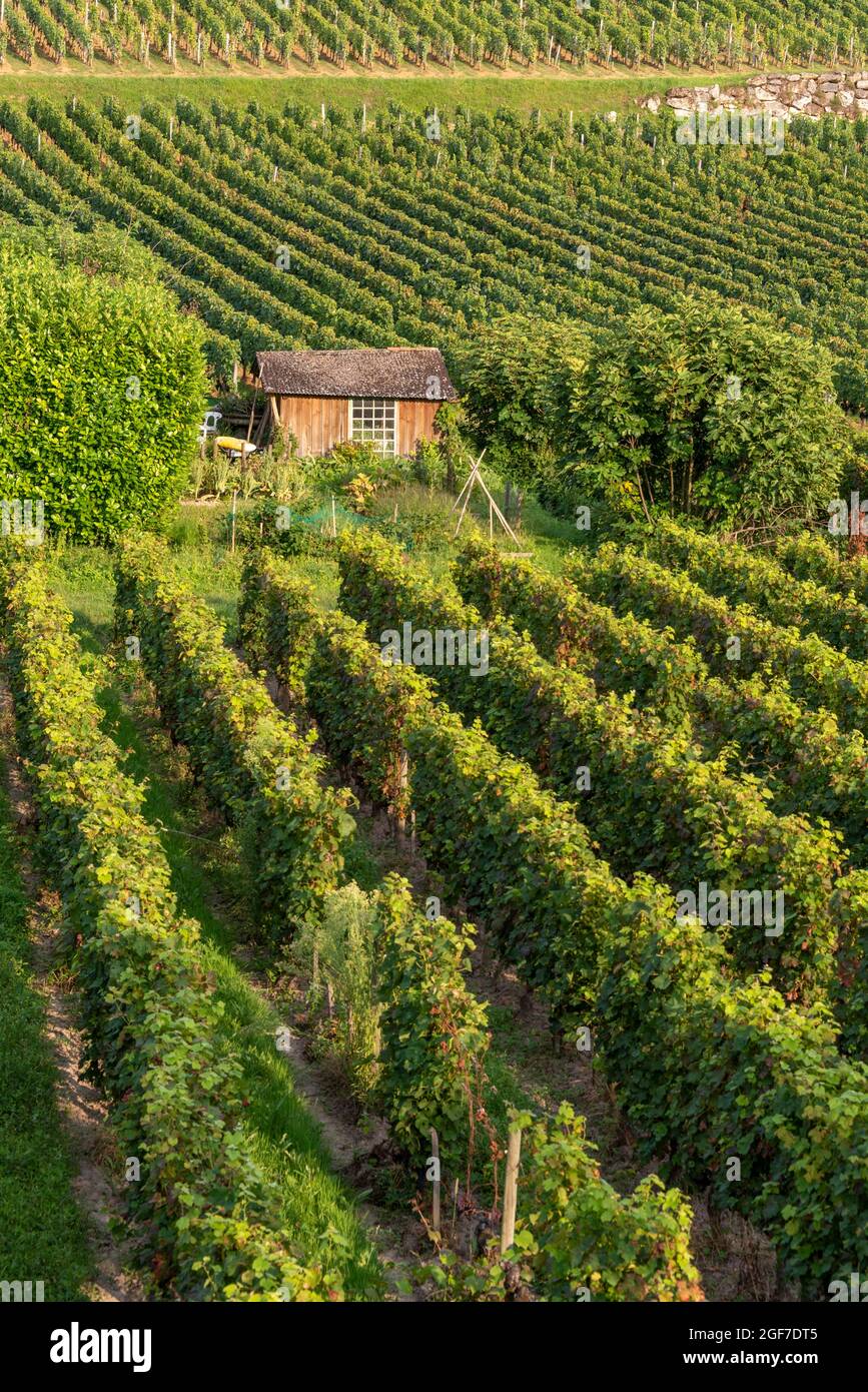 SaintEmilion wine region, Gironde department, NouvelleAquitaine