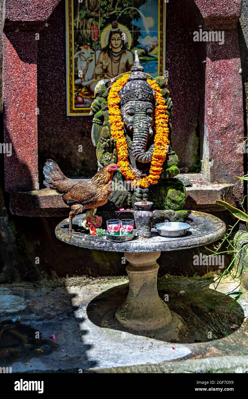 Chicken eating offerings in Ganesha altar, Pupuan, Bali, Indonesia Stock Photo Alamy