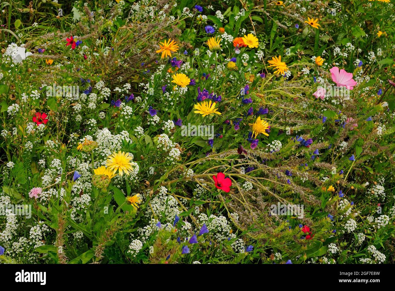 Wildflower meadow with wildflowers white, blue, orange, red, yellow, Germany Stock Photo