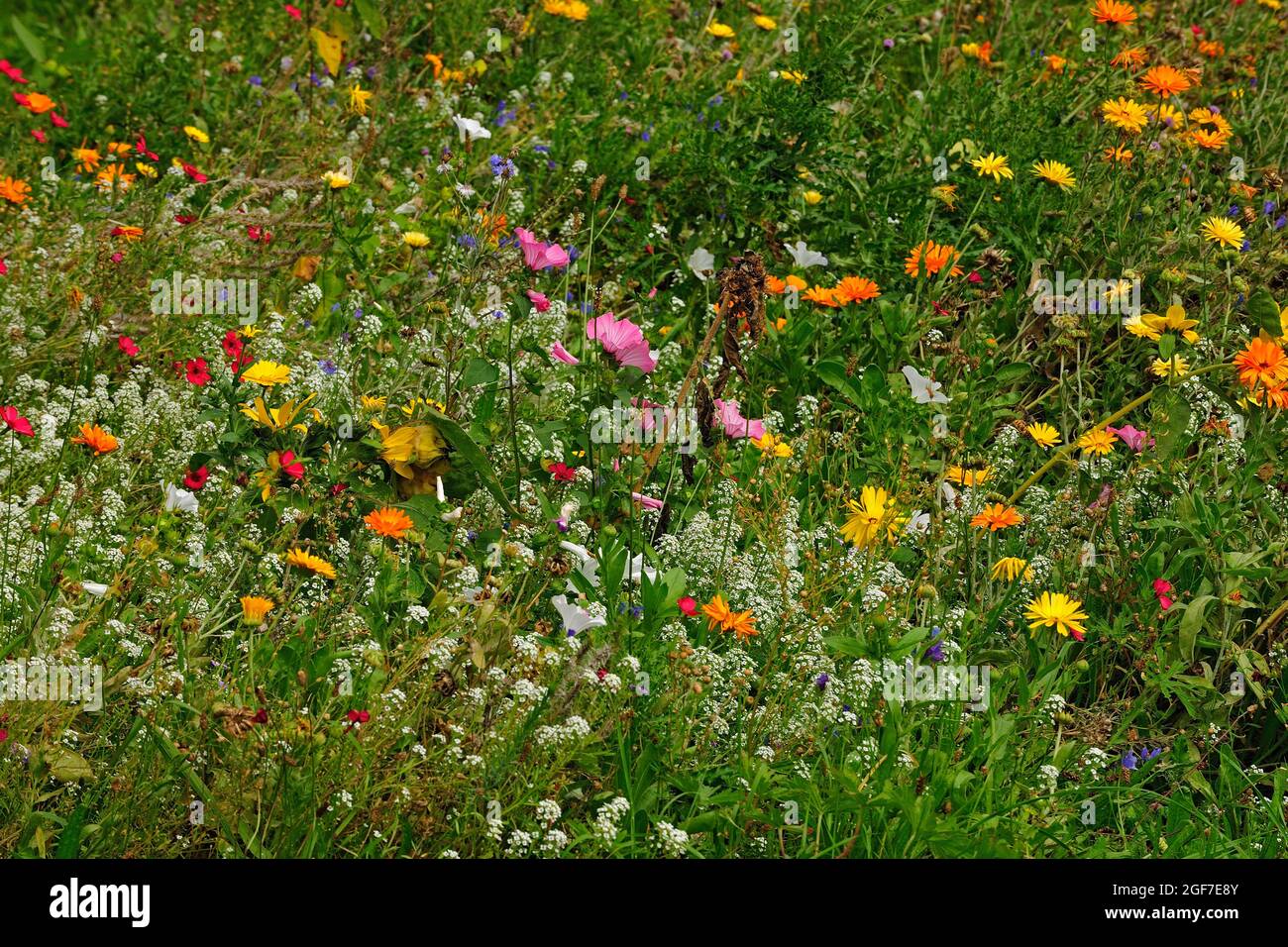 Wildflower meadow with wildflowers white, blue, orange, red, yellow, Germany Stock Photo