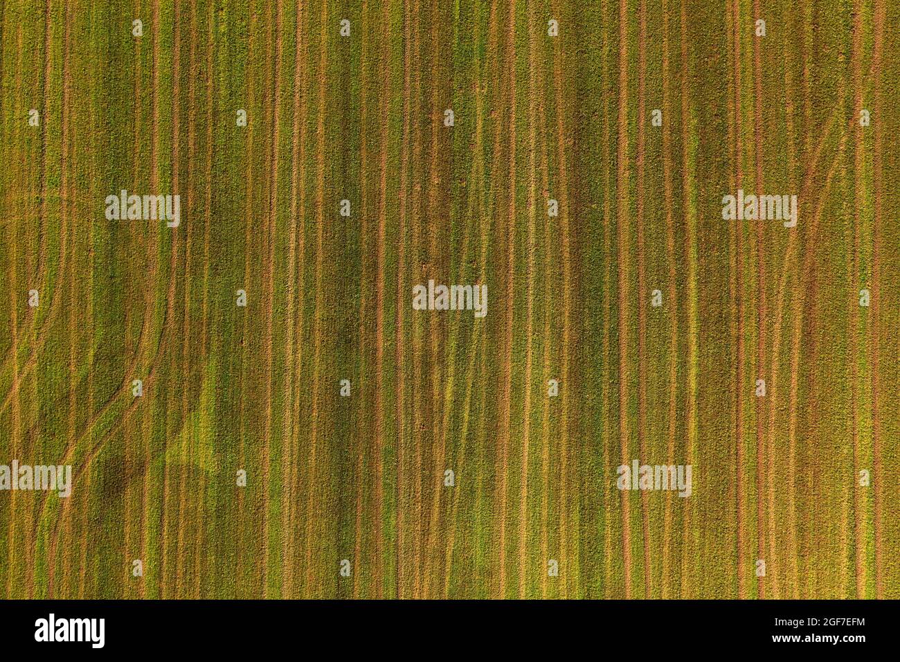 Drone image, Structured mown meadow with ruts, agricultural landscape, Mondseeland, Salzkammergut, Upper Austria, Austria Stock Photo