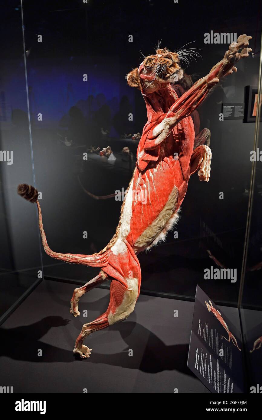 Taxidermy, Plastinate, Leopard, Body Worlds Museum, People Museum, Berlin, Germany Stock Photo