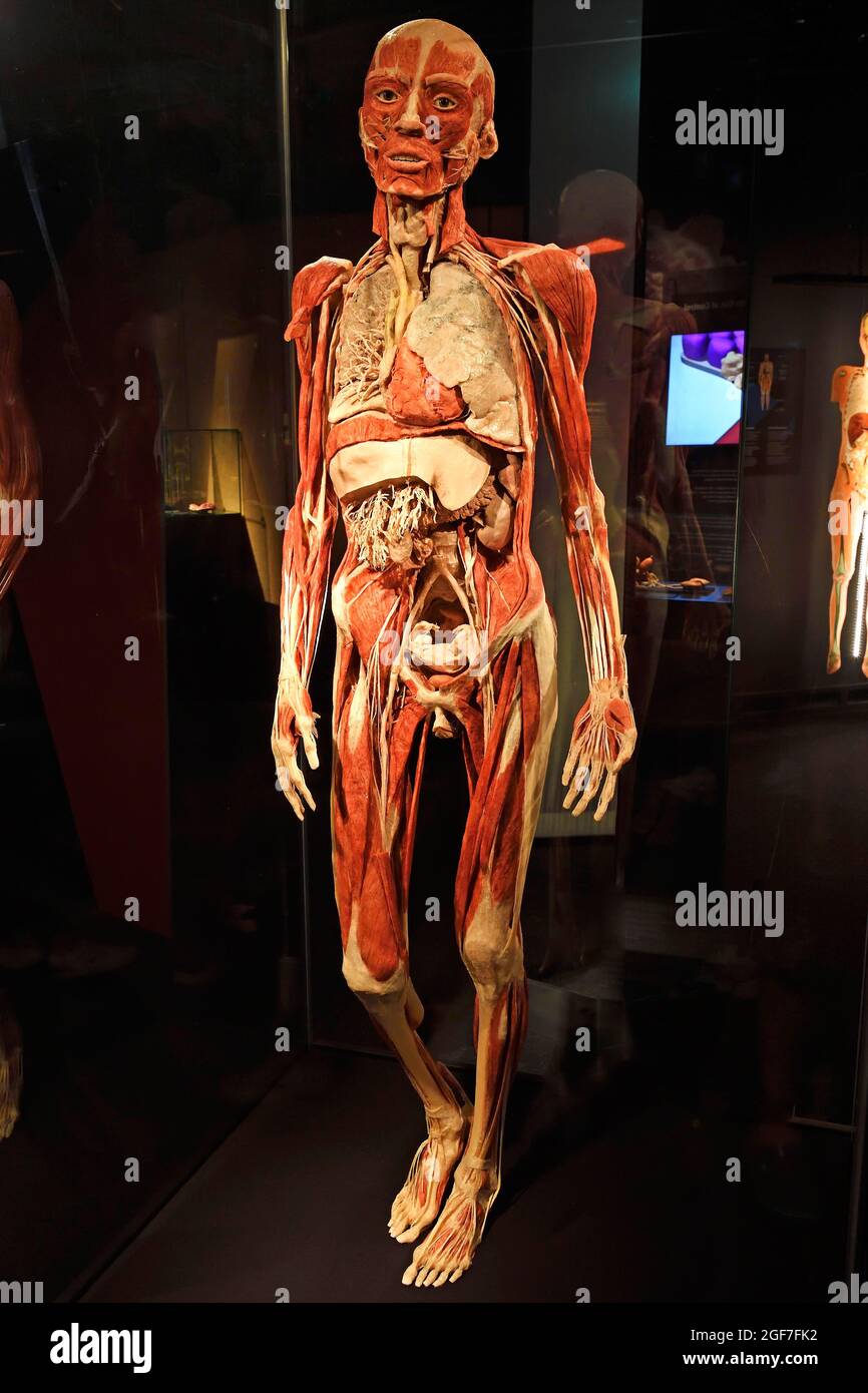 Preparation, Plastinate, Body of a woman, Body Worlds Museum, People Museum, Berlin, Germany Stock Photo