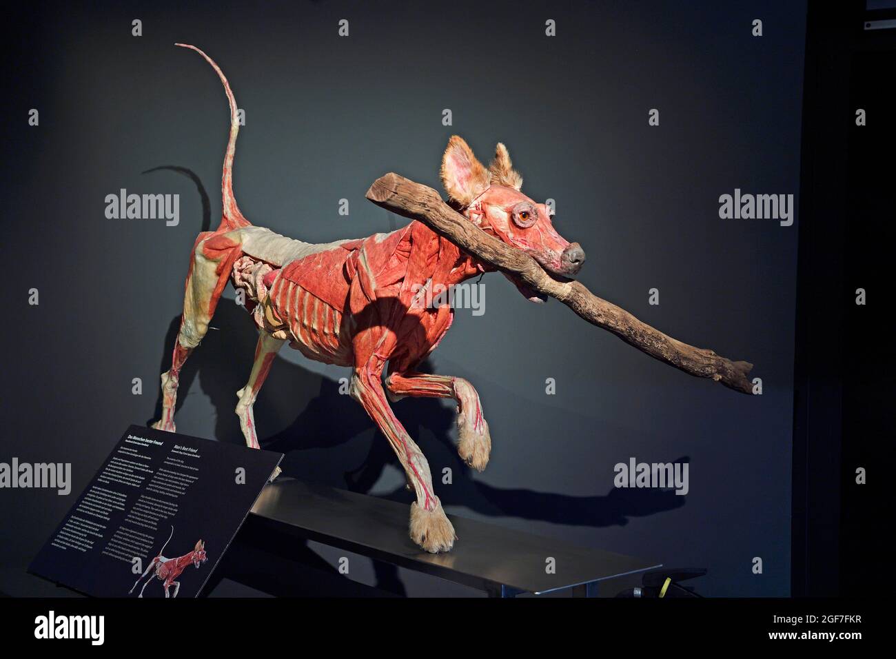 Taxidermy, Plastinate, Domestic dog, Body Worlds Museum, People Museum, Berlin, Germany Stock Photo