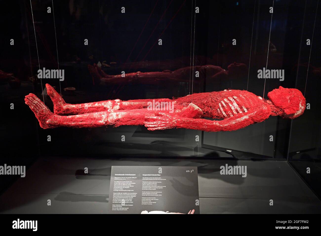 Preparation, Plastinate, Arteries of Man, Body Worlds Museum, Museum of Man, Berlin, Germany Stock Photo