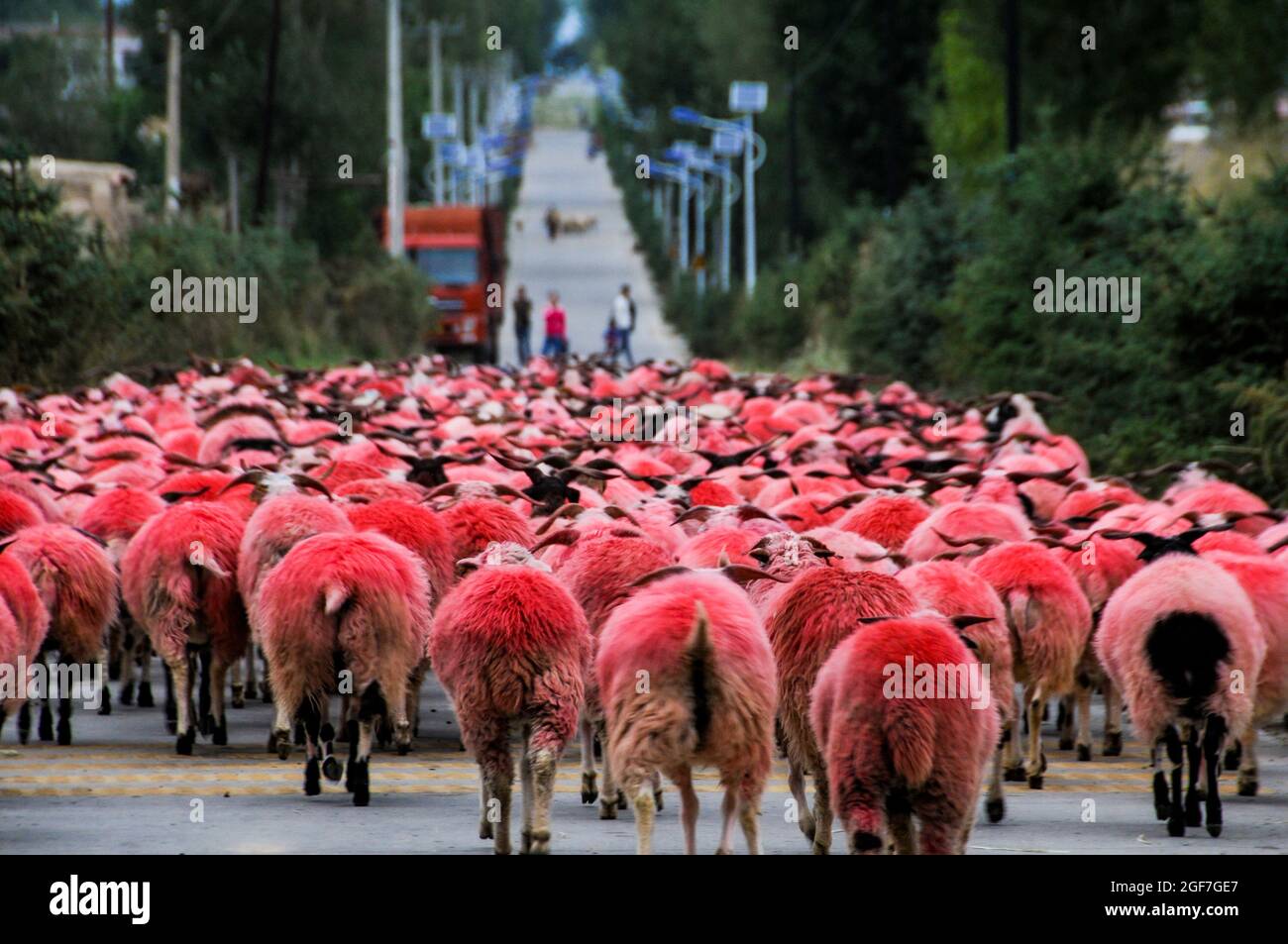 Herd of lamb ian Huanan province China Stock Photo