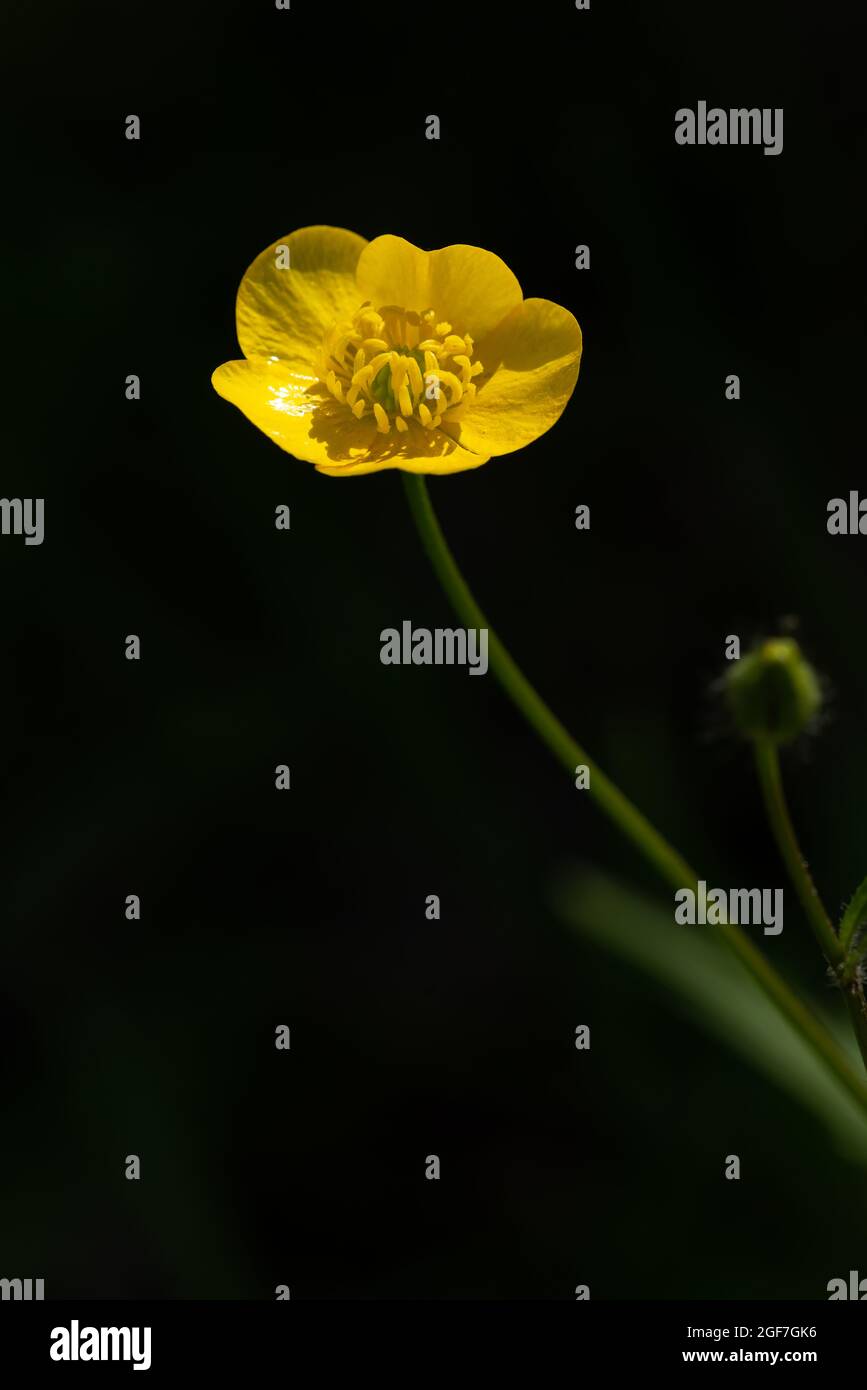 Buttercup Ranunculus repens single glossy yellow wildflower isolated on black background with bright sunlight shining on petals Stock Photo