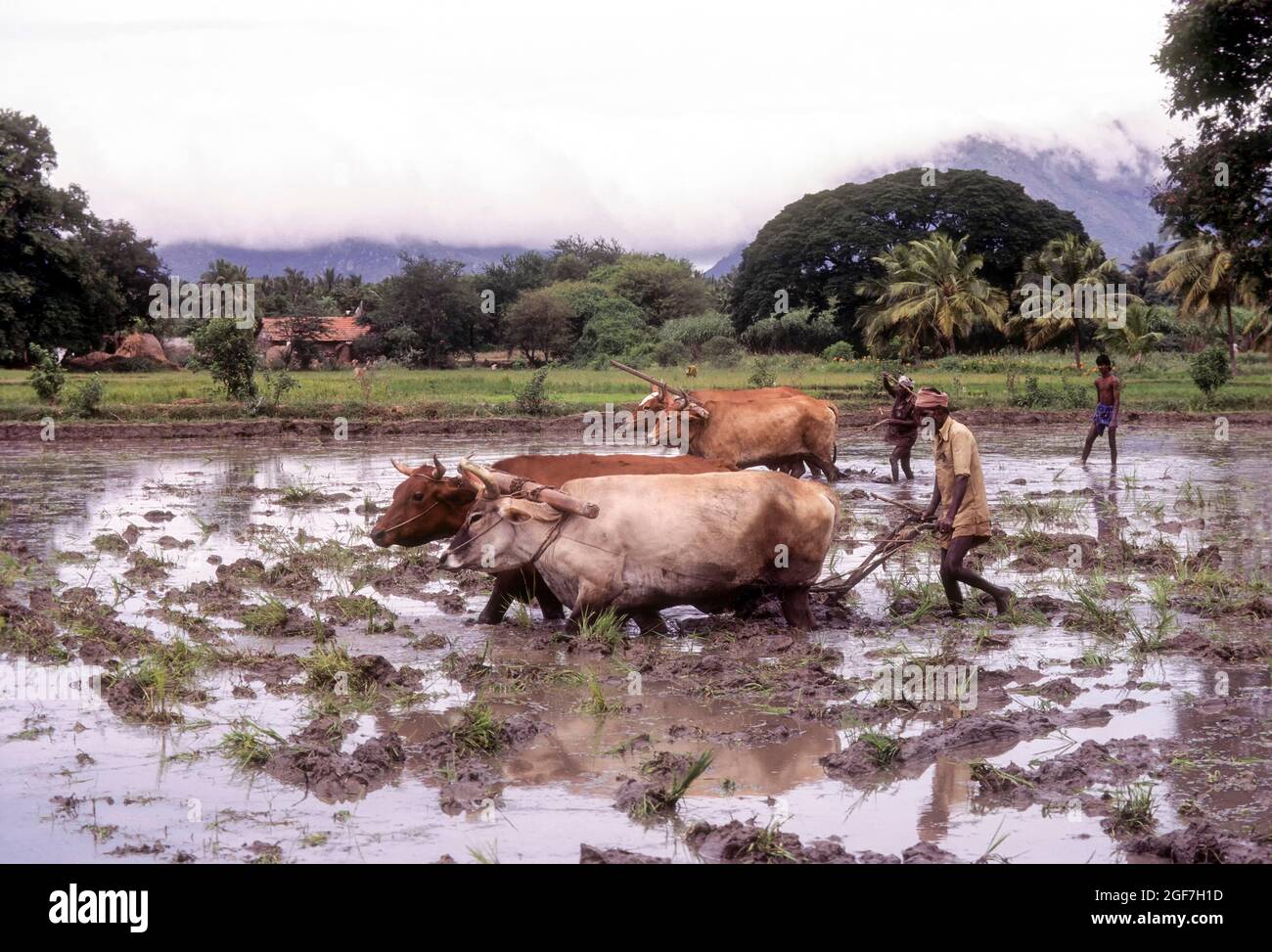 Ploughing rice field in Coimbatore, Tamil Nadu, India Stock Photo - Alamy
