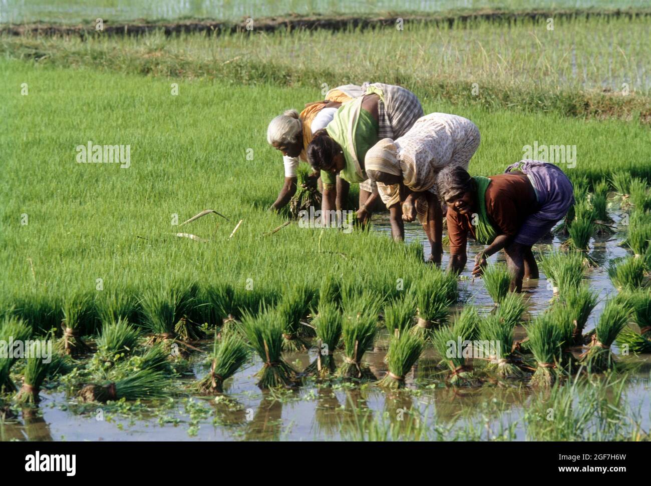 Pulling out and bundling the Rice, Paddy Seedlings in Tamil Nadu, India Stock Photo