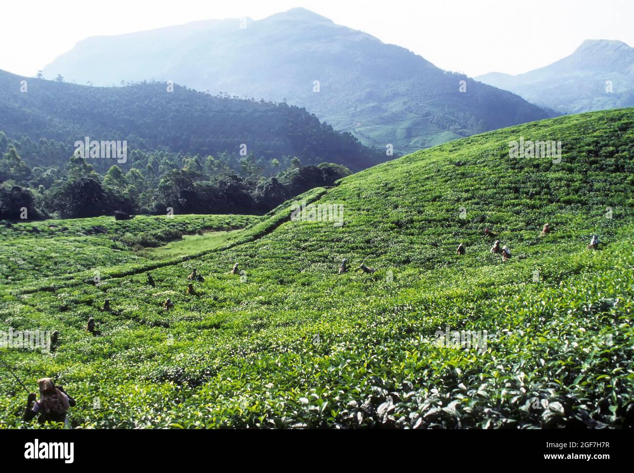 Workers in tea gardens, Munnar, Kerala, India Stock Photo Alamy