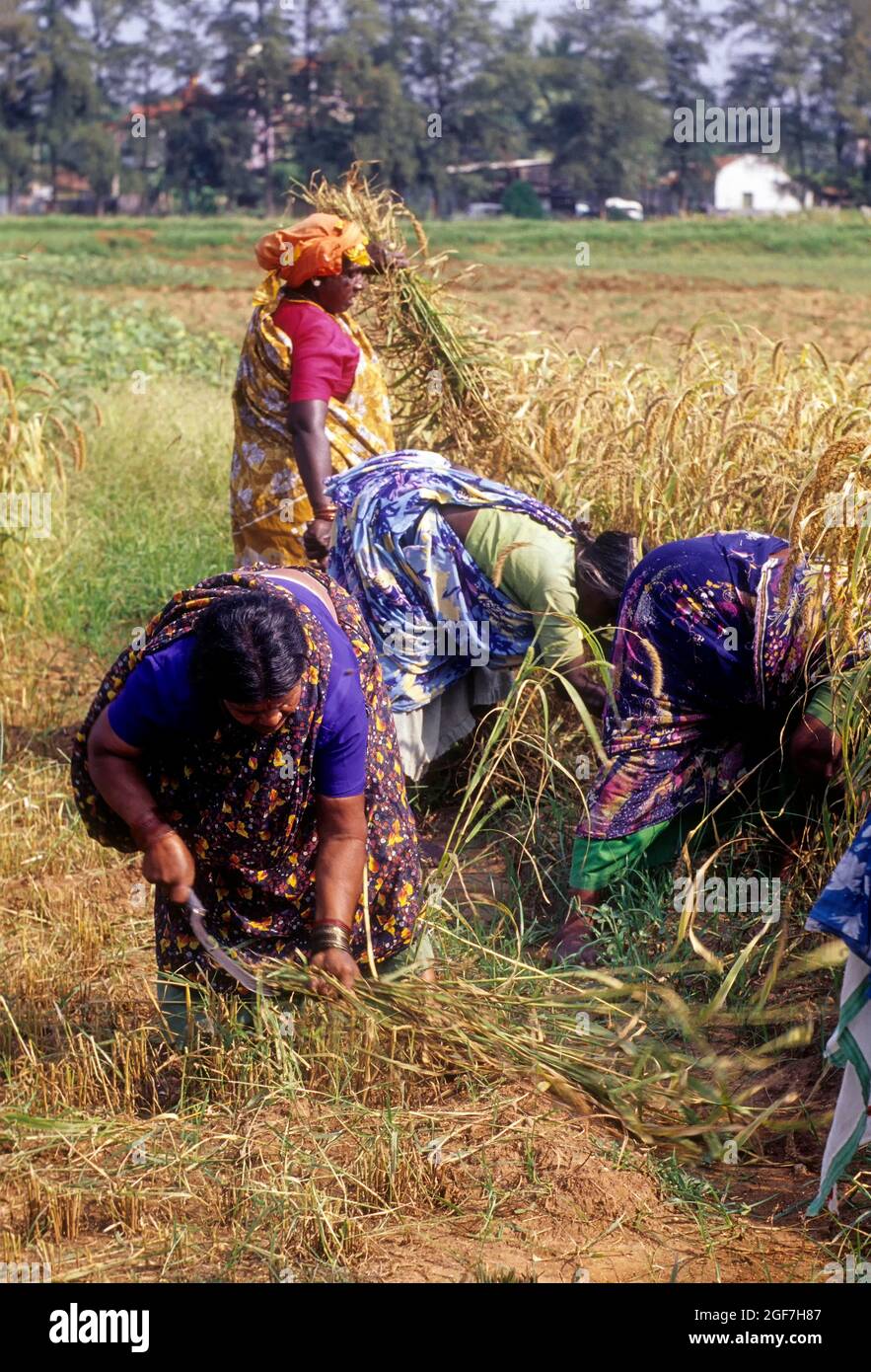 Harvesting rice, paddy crop, Tamil Nadu, India Stock Photo - Alamy