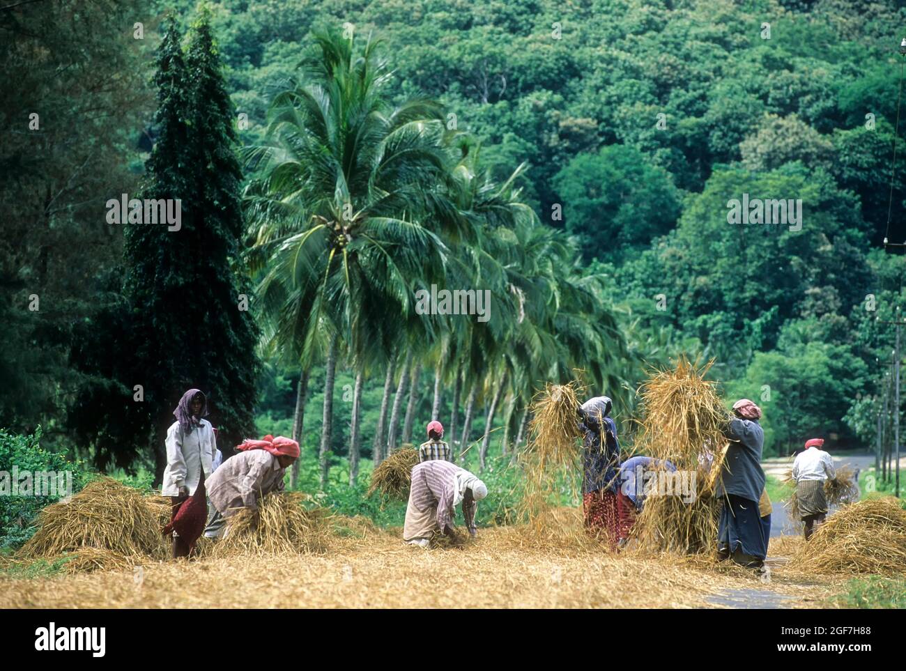 Threshing, winnowing rice sheaves, Kerala, India Stock Photo Alamy