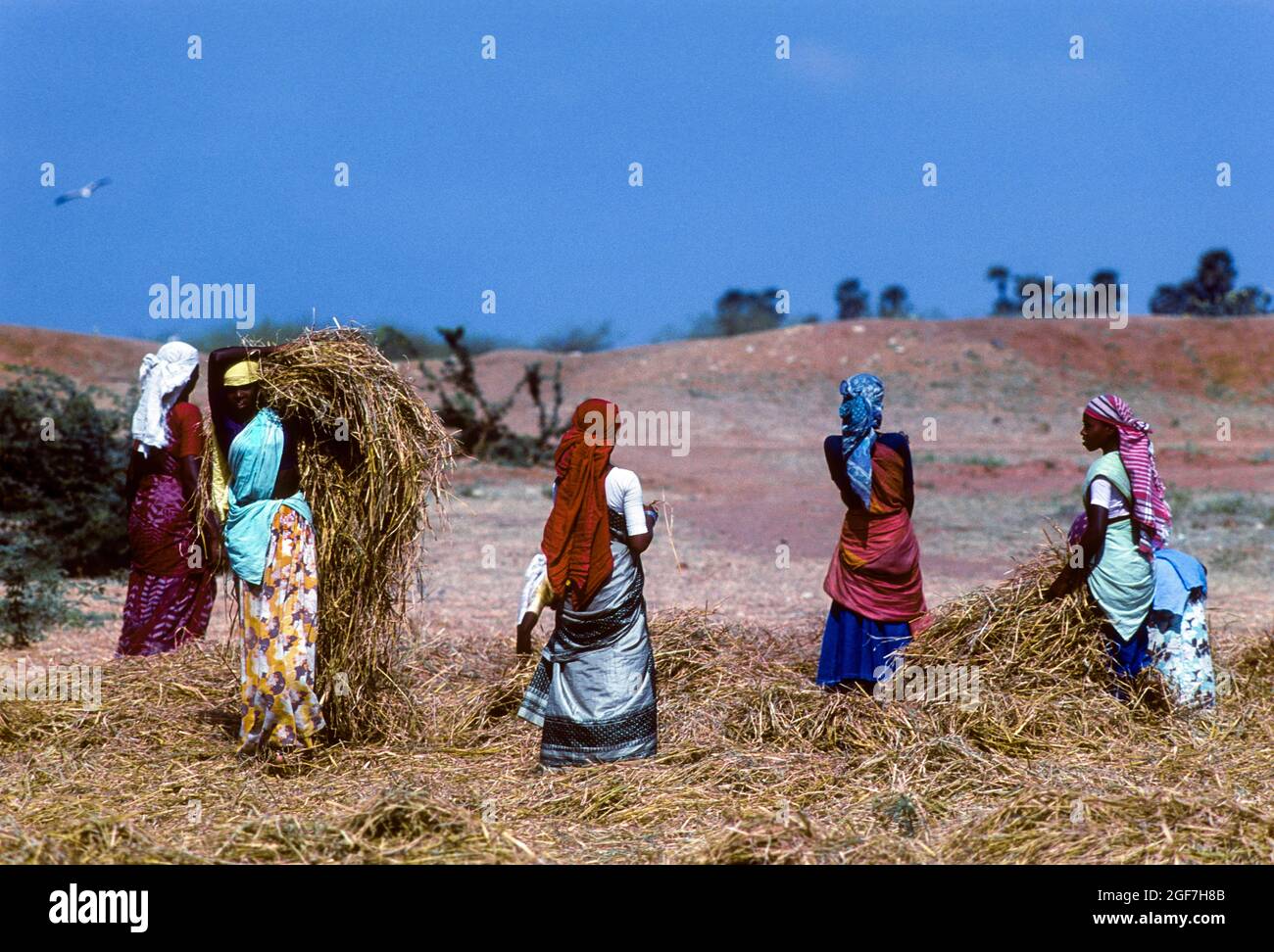 Threshing rice sheaves, Tamil Nadu, India Stock Photo Alamy