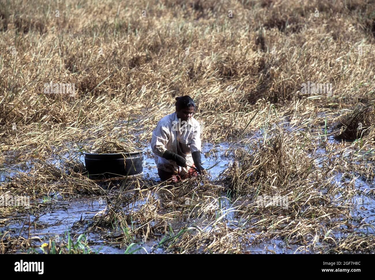 Harvesting paddy, rice in knee-deep water, Kuttanad, Kerala, India Stock Photo