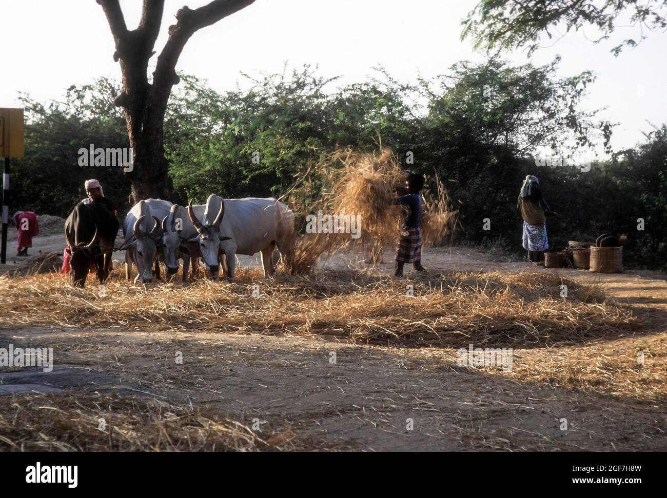 Thrashing rice sheaves with bullocks, Tamil Nadu, India Stock Photo Alamy