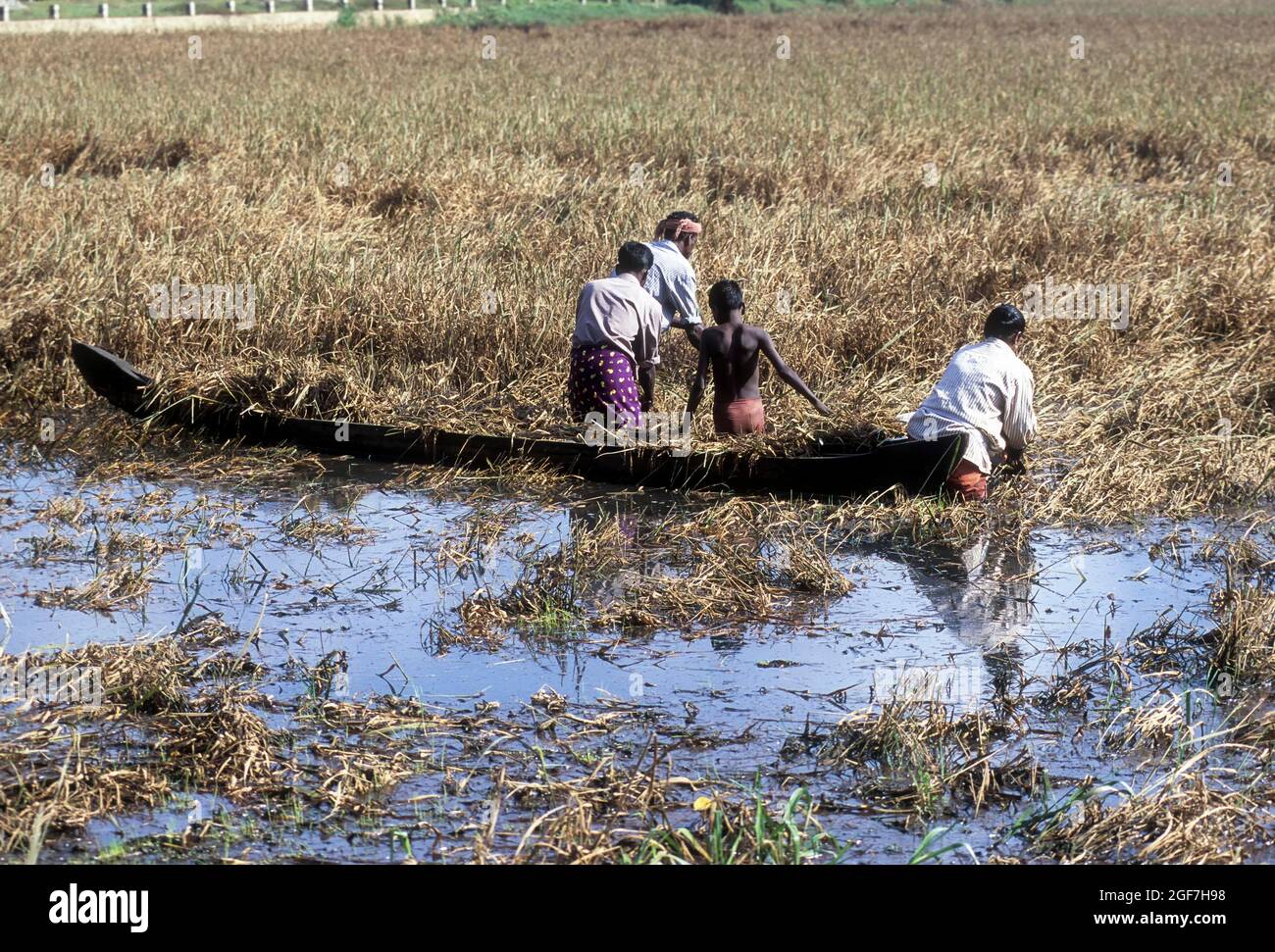 Harvesting paddy, rice in knee-deep water, Kuttanad, Kerala, India ...