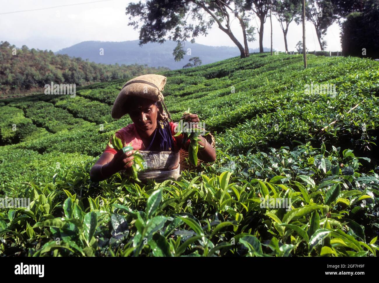 Worker in tea gardens, Munnar, Kerala, India Stock Photo Alamy