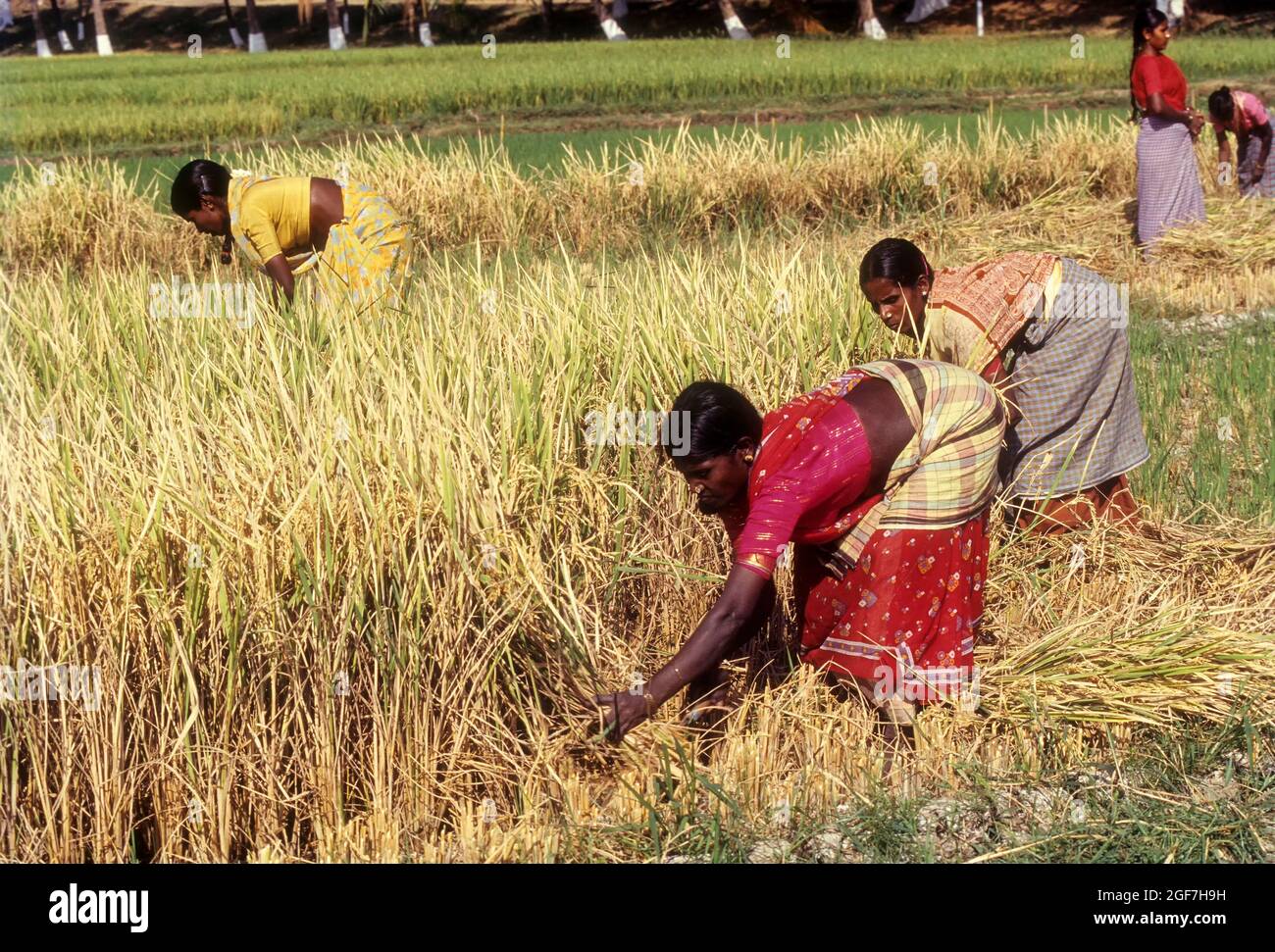 Harvesting rice, paddy crop, Tamil Nadu, India Stock Photo - Alamy