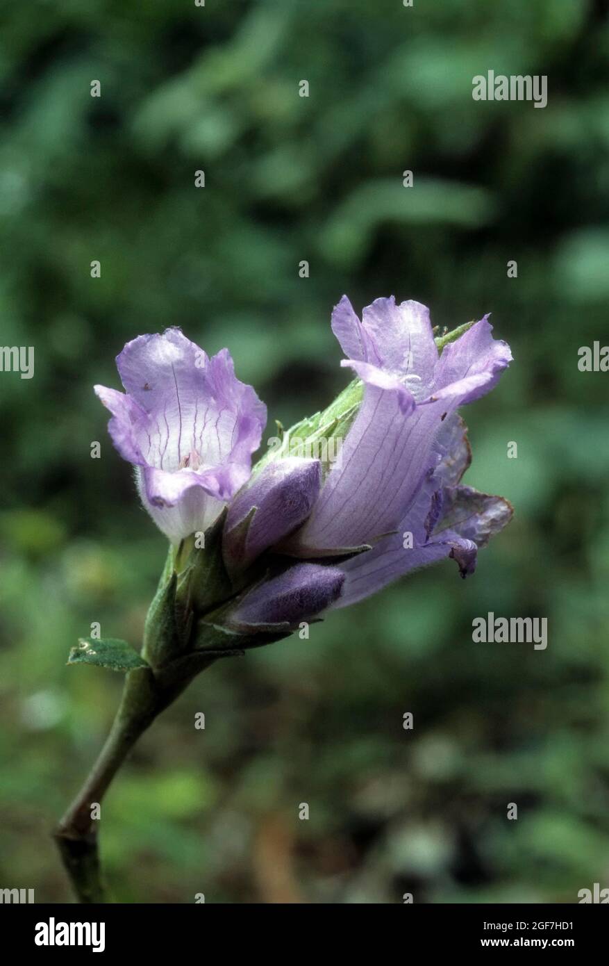 Phlebophyllum Kunthianus nees. Strobilanthes kunthianus (nees) .Kurinji